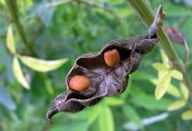 Image result for Cajanus cajan