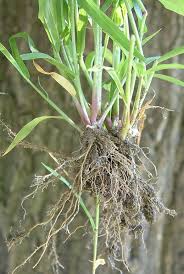 Image result for Setaria viridis