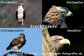 We did not find results for: Adler Steckbriefe Brutzeit Grosse Alter Nahrung Feinde Spannweite Bilder
