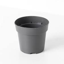 Image result for Nesaea sarcophylla