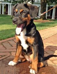 Angel The Mixed Breed Mixed Breed Dogs Mixed Breed Dogs
