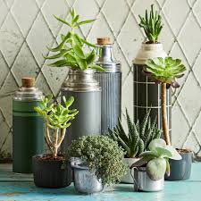 Sometimes when plant leaves turn yellow it can be from a nutritional issue but the most common cause of yellowing leaves is over watering and that over time the leaves will start to wrinkle as the plant decreases in its water retention. Why Your Jade Plant Looks Floppy And Wrinkled Better Homes Gardens