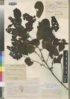 Image result for Pouteria altissima