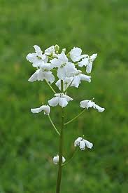 Image result for Cardamine obliqua