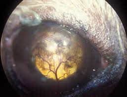 Black and white kitchen table nonexudative conjunctivitis in dogs. Conjunctivitis In Dogs Clinician S Brief