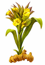 Close up turmeric, curcuma longa linn, rhizome isolated on white background. Nutritious And Delicious Turmeric The Wonder Plant Uvic Permaculture