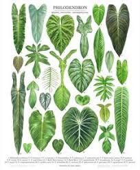 Image result for Araceae