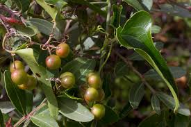 Image result for Smilacaceae