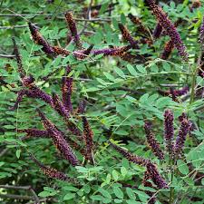 Image result for Indigofera simplicifolia