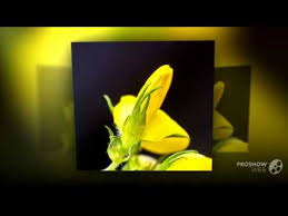 Image result for Adenocarpus mannii