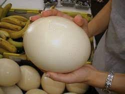 Some of the ostrich egg fragments discovered by researchers working in south africa. Ostrich Egg Wholesale Price Mandi Rate For Ostrich Egg