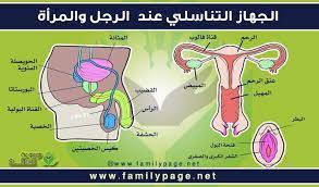 الجهاز التناسلي عند المرأة والرجل موسوعة العائلة places to visit map map screenshot