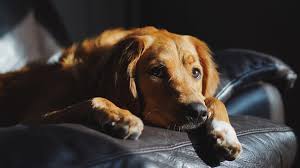 Maybe you would like to learn more about one of these? Bladder Infections In Dogs Symptoms Treatment Options Firstvet