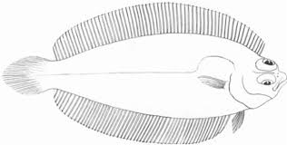 Image result for Plinthus