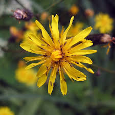 Image result for Crepis newii