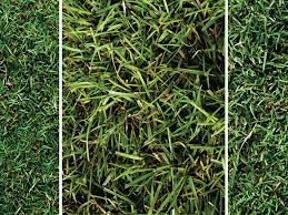 The most economical and popular way to plant bermuda is from seed. Choosing The Best Bermuda Grass Ng Turf