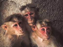 hd wallpaper three monkeys standing near wall three brown monkeys face portrait wallpaper flare three monkeys standing near wall three