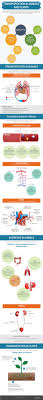 Vigyaa Transportation In Plants And Animals Lesson Animal Lessons Infographic Animals