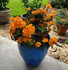 Image result for Crossandra pyrophila