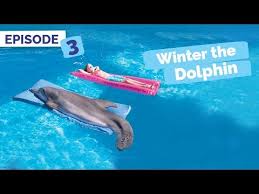 Последние твиты от winter dolphin (@winterdolphin). Dolphin Tale Memories Winter The Dolphin Saving Winter Episode 3 Youtube