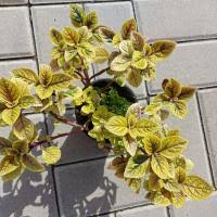 Image result for foto moud Forsterův