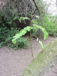 Image result for Calpurnia aurea