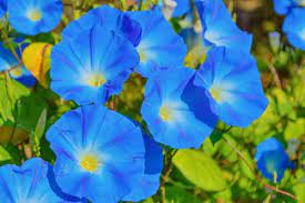 We did not find results for: I Fiori Azzurri Piu Belli Da Conoscere Per Tutte Le Stagioni