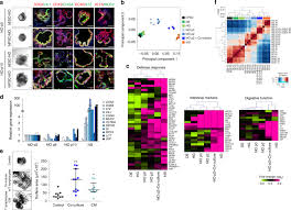 Maybe you would like to learn more about one of these? Interleukin 2 Induces The In Vitro Maturation Of Human Pluripotent Stem Cell Derived Intestinal Organoids Nature Communications