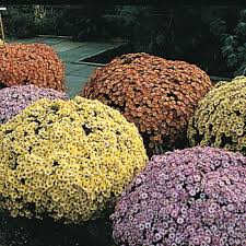 Image result for Chrysanthellum indicum