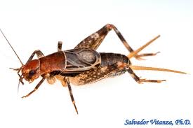 Image result for Philenoptera bussei