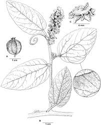 Image result for Gouania tiliifolia