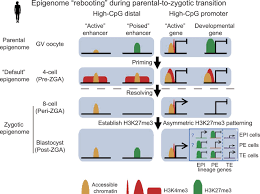 Currently, evidence of the effectiveness of dietary modifications for the treatment of infantile colic is sparse and at significant risk of bias. Resetting Histone Modifications During Human Parental To Zygotic Transition Science