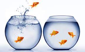 What Fishes Can Live In A Bowl Without Oxygen Thefishkeeping Com