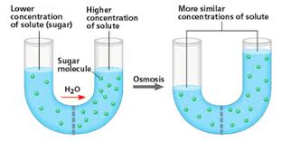 Identify the molecule in the animal cell membrane labeled b. Biol 1020 Ch 7 Hw Flashcards Quizlet