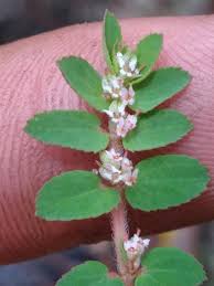 Image result for Euphorbia thymifolia