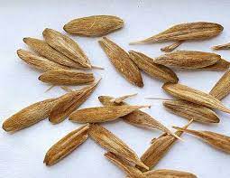 Homeopathic strophanthus hispidus indications, uses & symptoms from 12 cross linked materia medicas. We Have Fresh And Dried Strophanthus Gratus Seeds Market Facebook