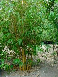 Image result for Bambusa