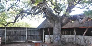 Image result for Combretum imberbe