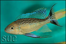 Click To Go Forum With Gallery Of Featherfins Tanganyikan Open Water Fish Shown Is Opthalmotilapia Nasuta Kachese Akvaryum