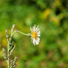 Image result for Lactuca indica