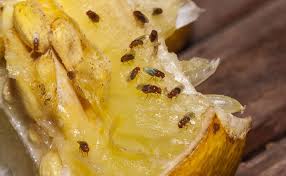 As well as breeding in your home this pest can also breed in dustbins, empty bottles and tins, mops and large areas of spilt drinks. How To Get Rid Of Fruit Flies In Your Home Elite Pest Control