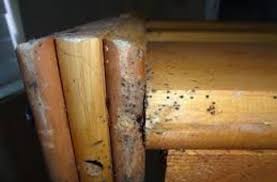 Need Infested Bed Bugs Infested Furniture Removed Bed Bugs Are Back And Badder Than Ever Throughout The Las Vegas In 2020 Bed Bugs Furniture Removal How To Clean Bed