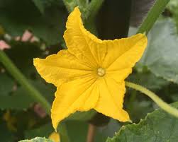 Image result for Cucumis sativus