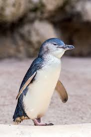 Just think how poorly your eyes perform while swimming underwater. Low Head Penguin Tours
