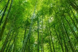 Find & download free graphic resources for green wallpaper. 337 123 Forest Wallpaper Photos Free Royalty Free Stock Photos From Dreamstime