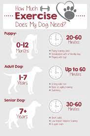 Regular walks and playtime have a huge impact on the behavior of your canine companion. How Much Exercise Does My Dog Need Carlson Pet Products Puppies Dog Activities Dog Needs