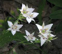 Image result for Indigofera lyallii