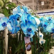 It has a fertilizer analysis of you will need to check with your local home depot to determine availability. Blue Orchids One Of My Favorite Flowers In My Favorite Colorrr Blue Orchids Flowers Feed Orchids