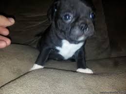 Weekly brushing and the occasional bath are usually. Bugg Puppies For Sale In Troy Alabama Classified Americanlisted Com