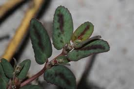 Image result for Euphorbia depauperata
